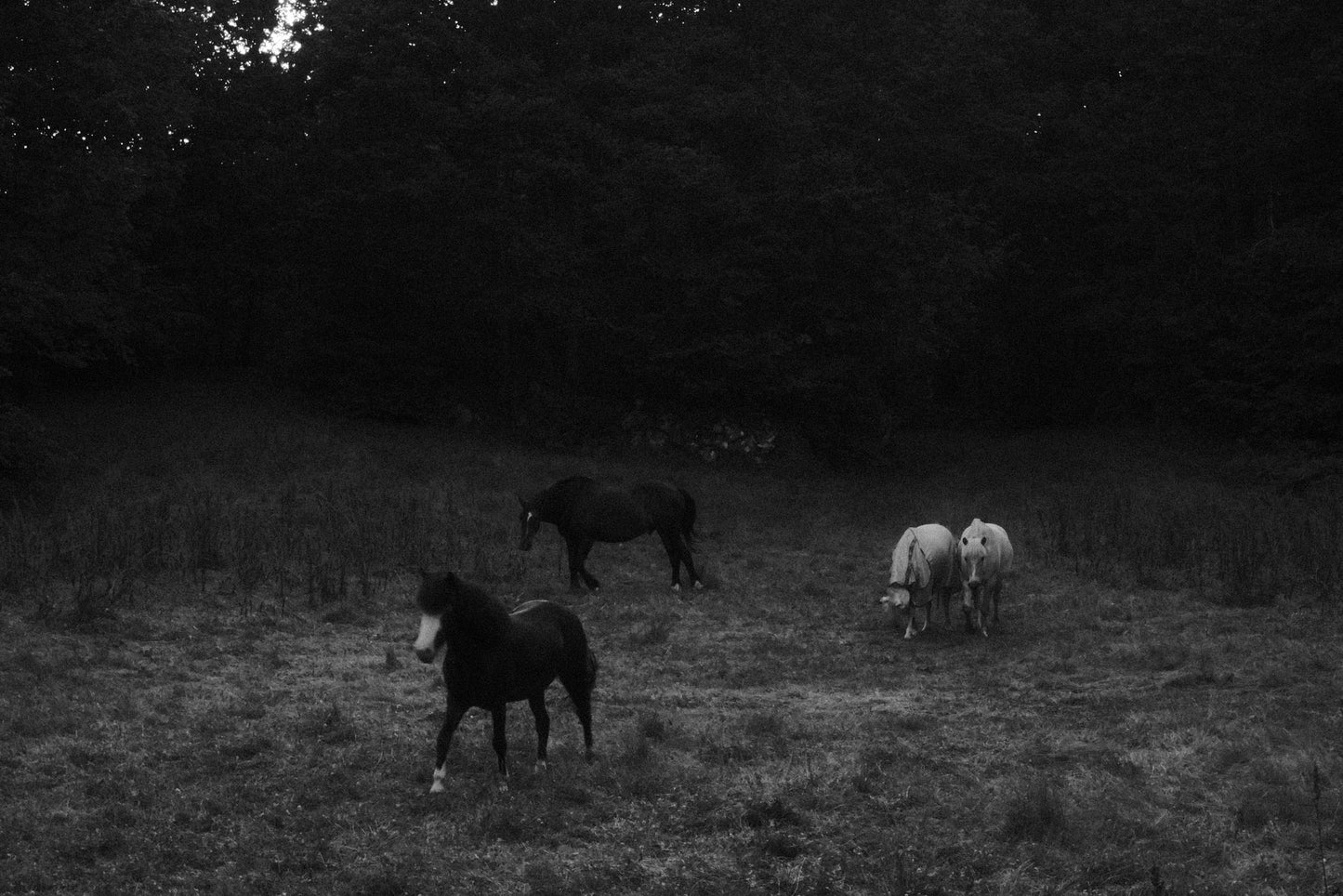 "Horses v1"