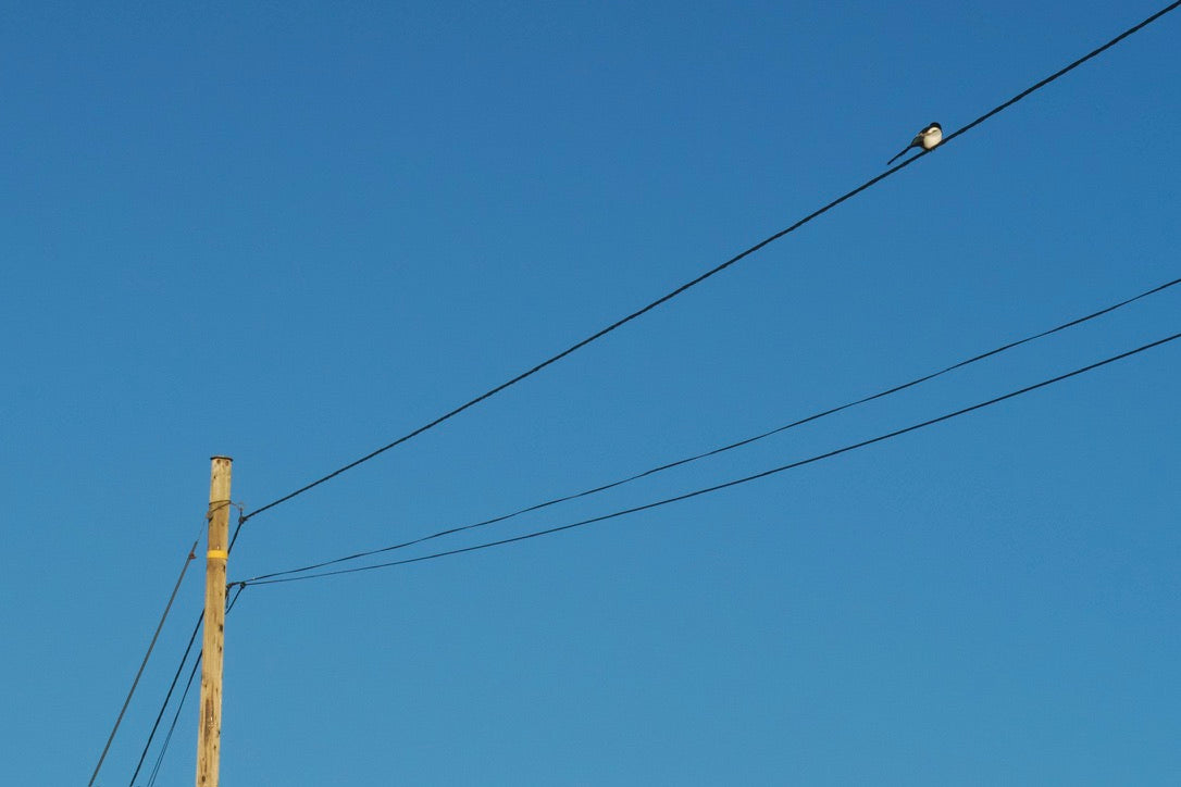 "Crow"