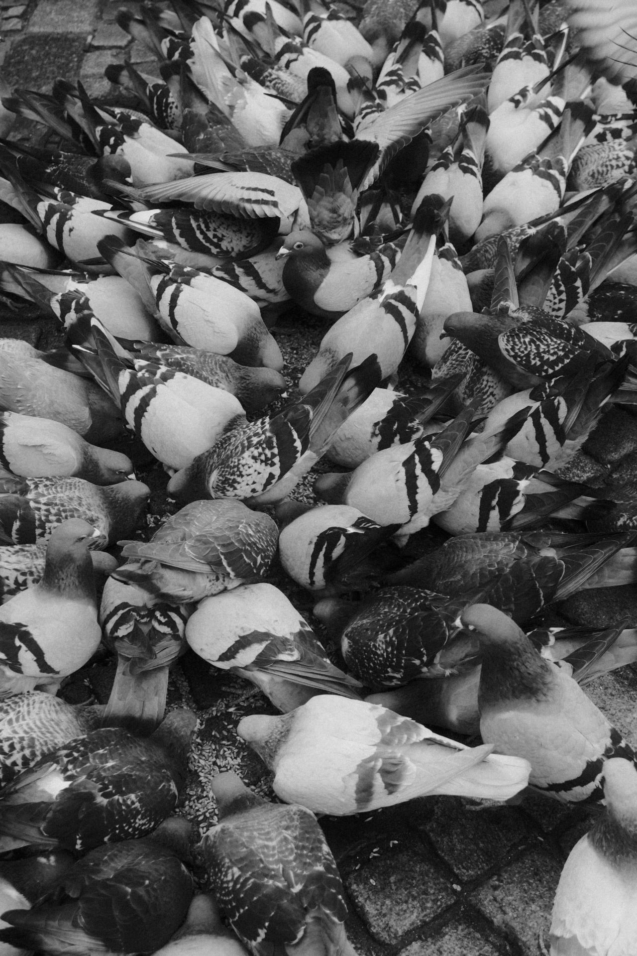 "Doves"
