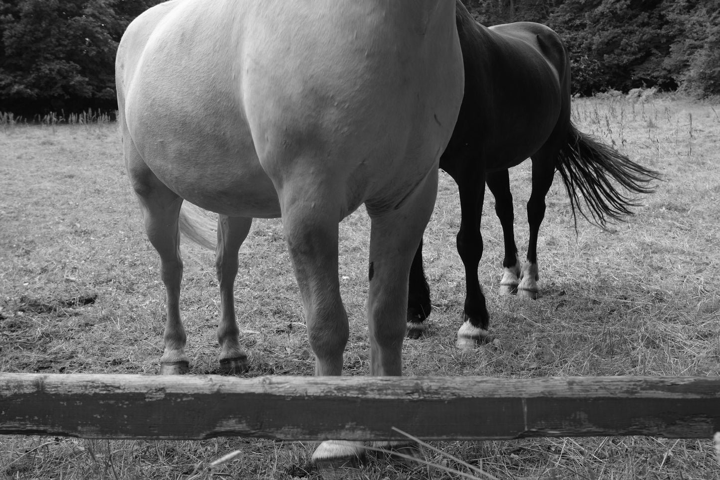 "Horses v2"