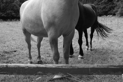"Horses v2"