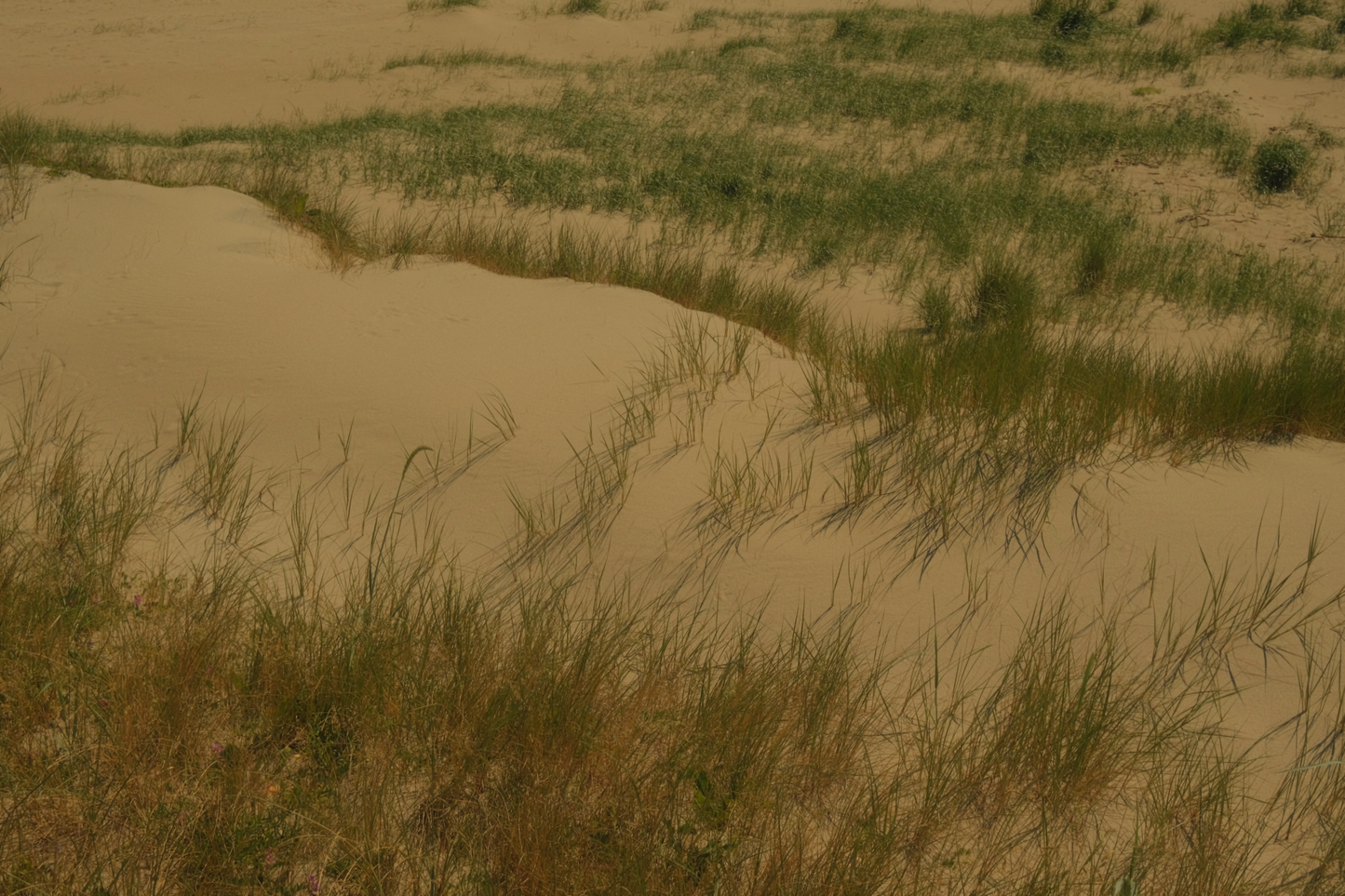 "Whispers of the Dune"