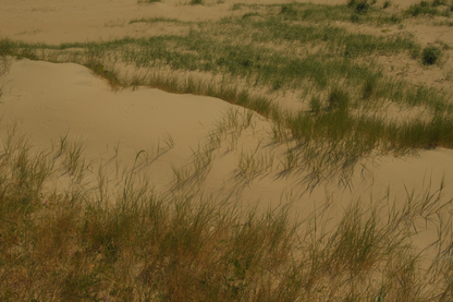 "Whispers of the Dune"