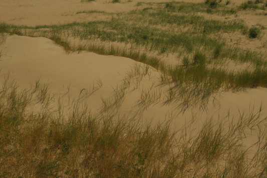 "Whispers of the Dune"