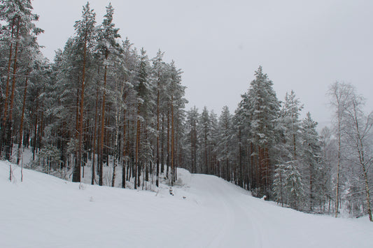 "Snow Pines"